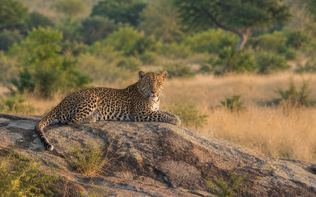 Yala National Park Safari day tour