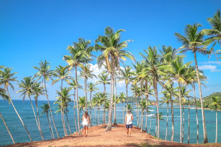 Mirissa Whale Watching & South Coast Day Tour